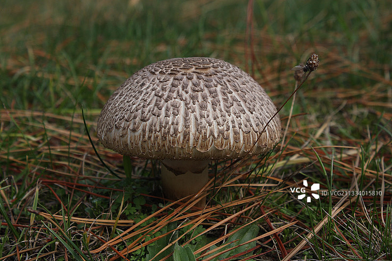 布列塔尼的蘑菇图片素材