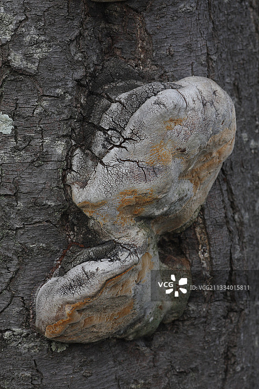 秋季法国树干上的罗百氏冬青图片素材