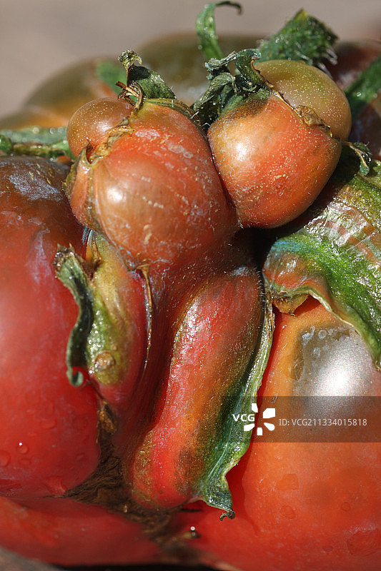 英国法国的“有机”牛心番茄图片素材