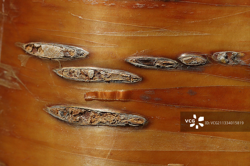 法国巴黎的桦树皮图片素材