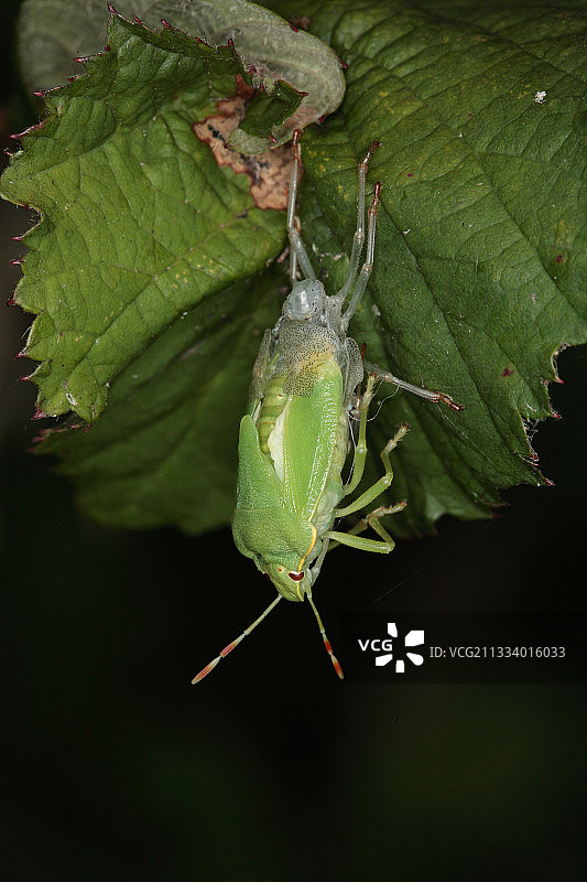 正在蜕皮的绿色椿象图片素材