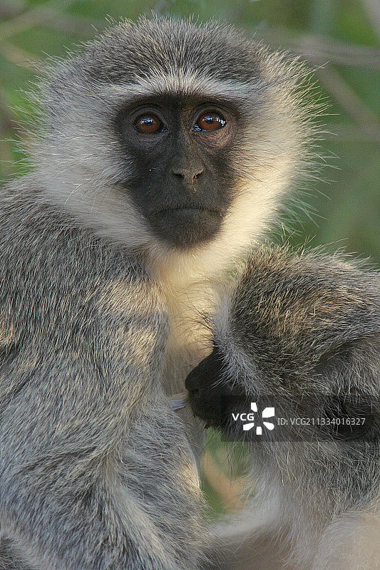 绿色猴子在南非克鲁格国家公园哺乳幼崽图片素材