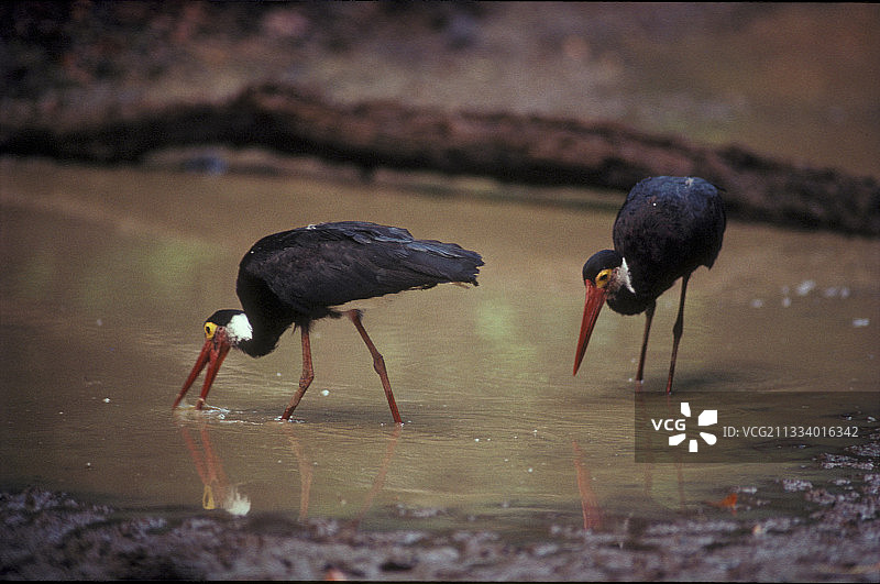 在河中觅食的黑鹳图片素材