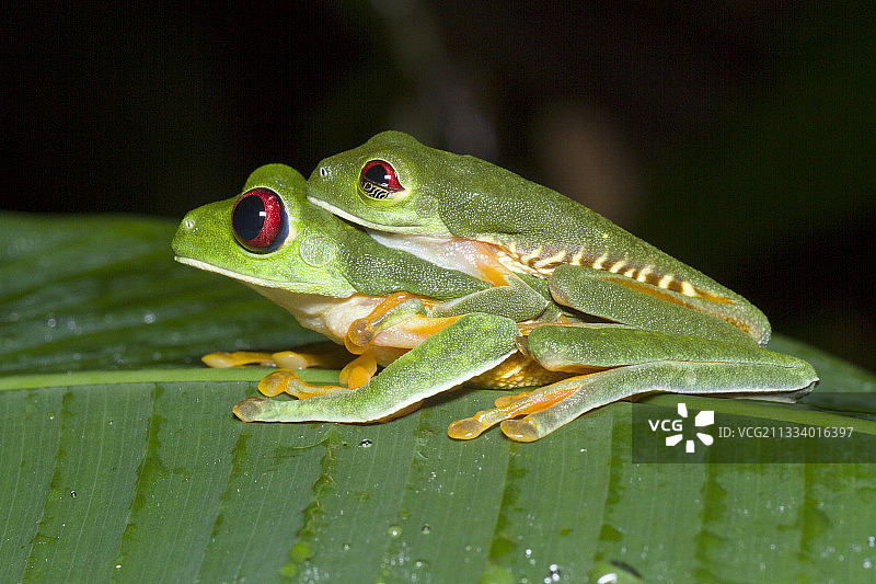哥斯达黎加曼努埃尔·安东尼奥国家公园的红眼树蛙图片素材