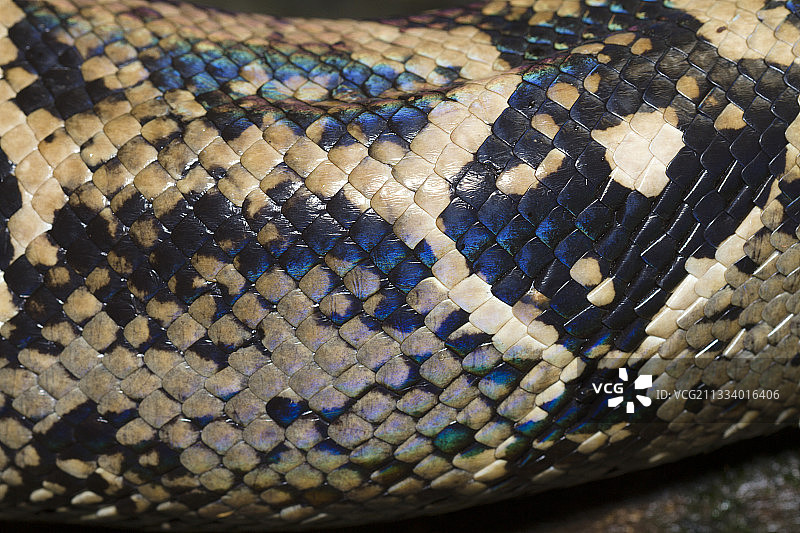 哥斯达黎加的 boa 蟒蛇皮肤细节图片素材