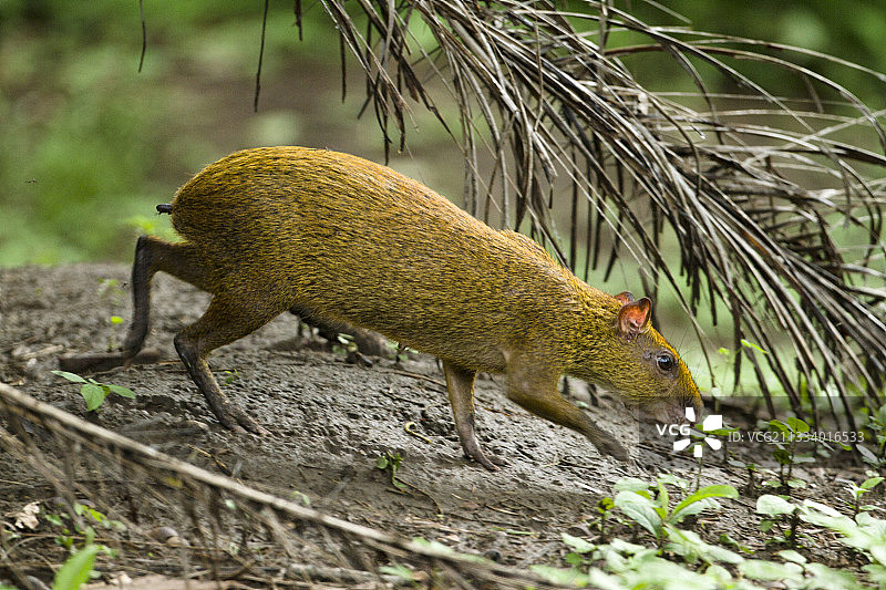 哥斯达黎加帕洛维德国家公园的中美刺豚鼠图片素材