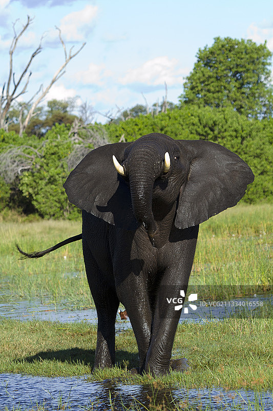 博茨瓦纳，在奎河里的大象图片素材