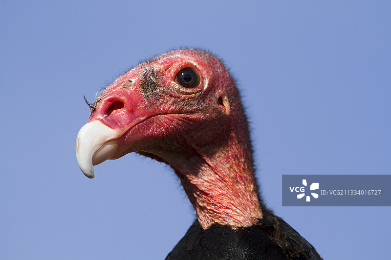 南美洲的红头美洲鹫肖像图片素材