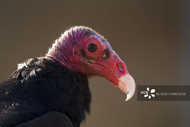 南美洲的红头美洲鹫肖像图片素材