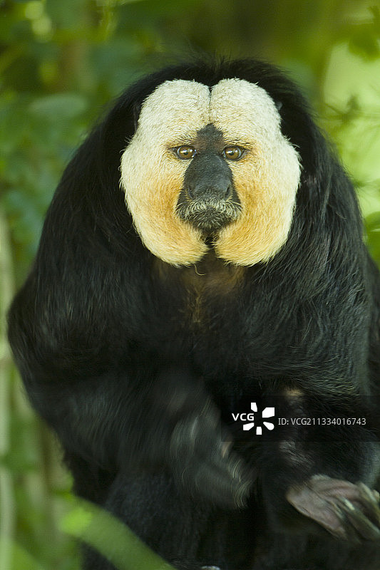 南美洲金色面孔的男伶猴画像图片素材