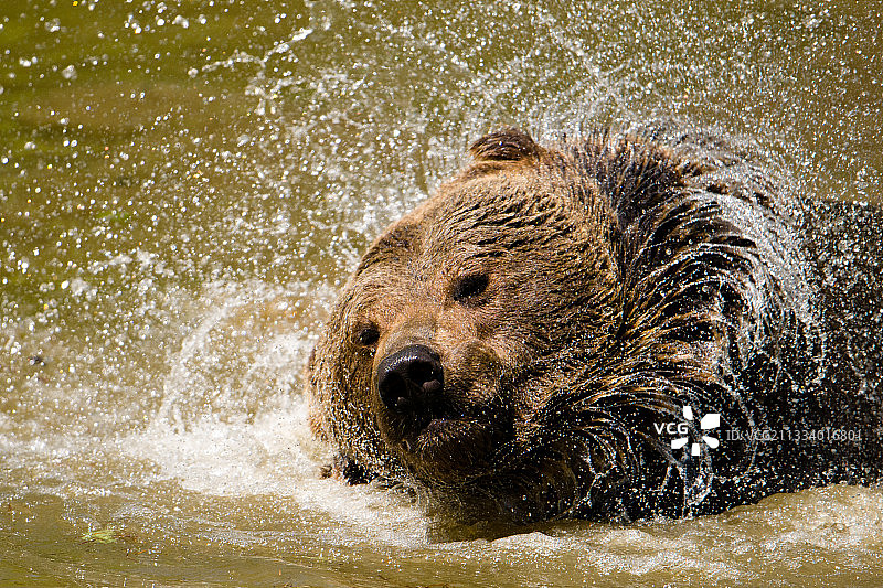 棕熊在水塘里洗澡并甩掉身上的水图片素材