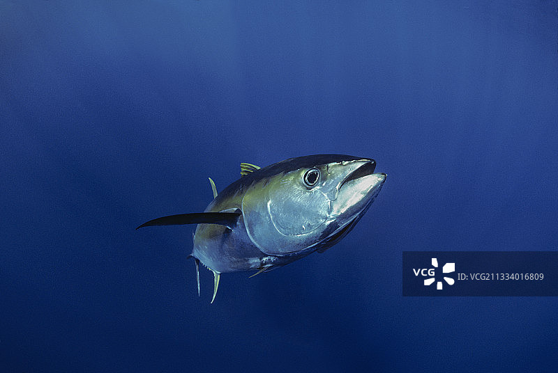 墨西哥索科罗岛太平洋巨型黄鳍金枪鱼图片素材