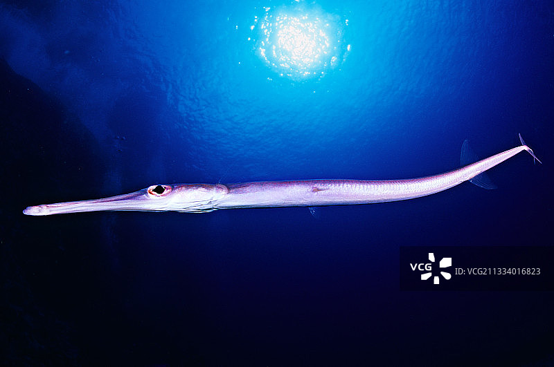 马提尼克岛的蓝点马鞭鱼图片素材