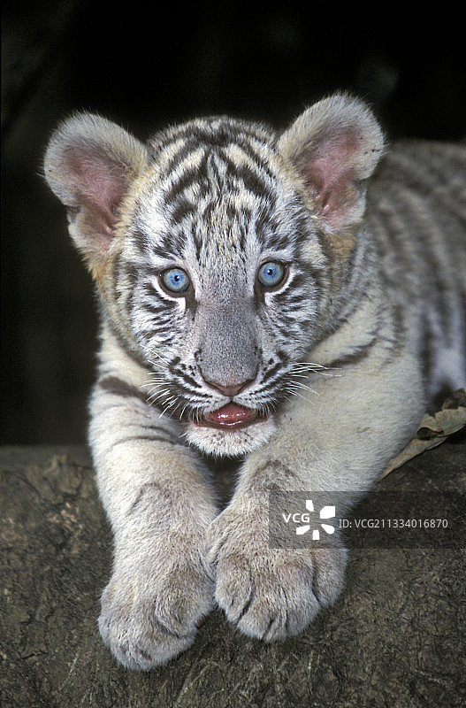 幼年白虎肖像图片素材