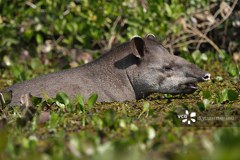 巴西潘塔纳尔湿地河流中的南美貘图片素材