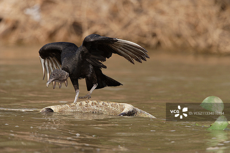 巴西潘塔纳尔湿地水面上死去的凯门鳄身上的黑美洲鹫图片素材