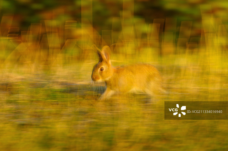在法国布列塔尼沼泽草地上奔跑的欧洲兔图片素材