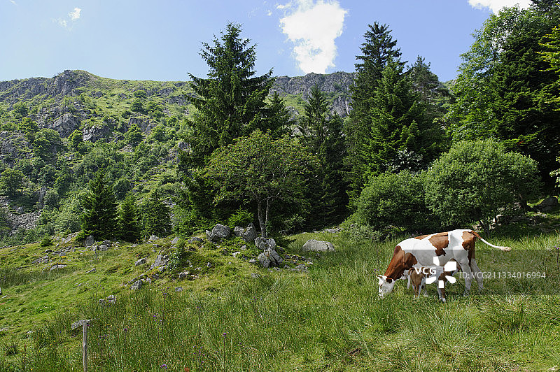 蒙贝利亚尔母牛和小牛在法国孚日省的Forlet图片素材