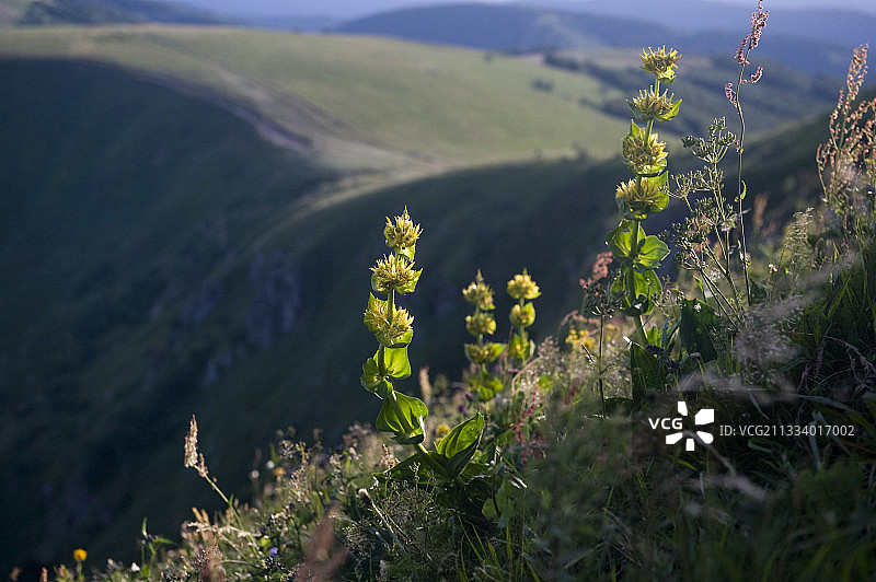 Hohneck Vosges 法国的龙胆花图片素材