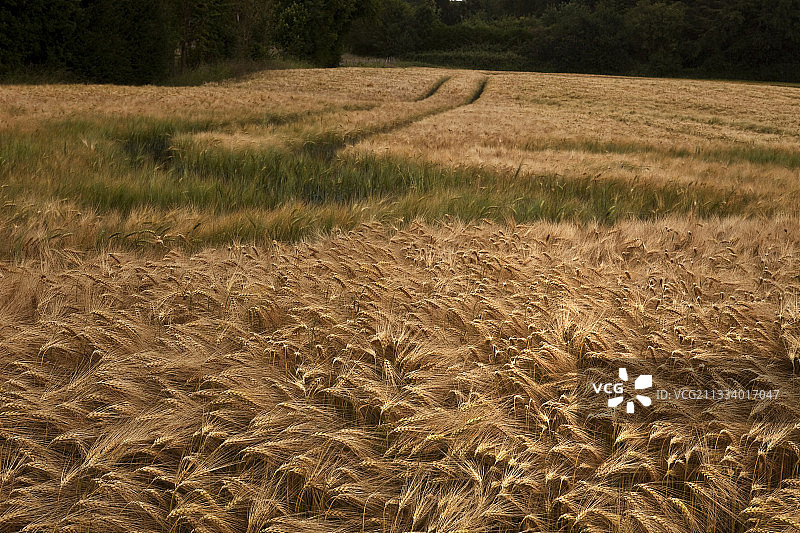法国贝里地区麦田中的轨道图片素材
