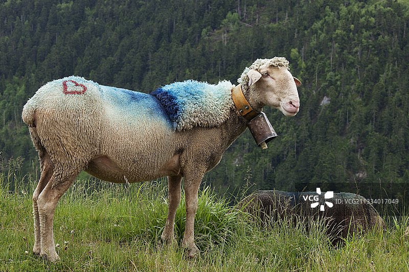 法国上加龙的传统剪毛羊图片素材