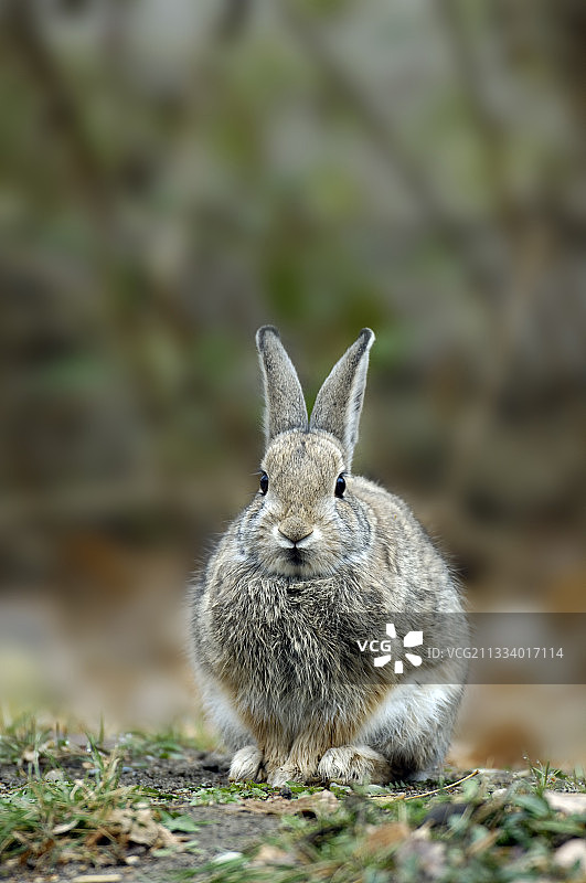 加拿大艾伯塔省的刻石省立公园图片素材
