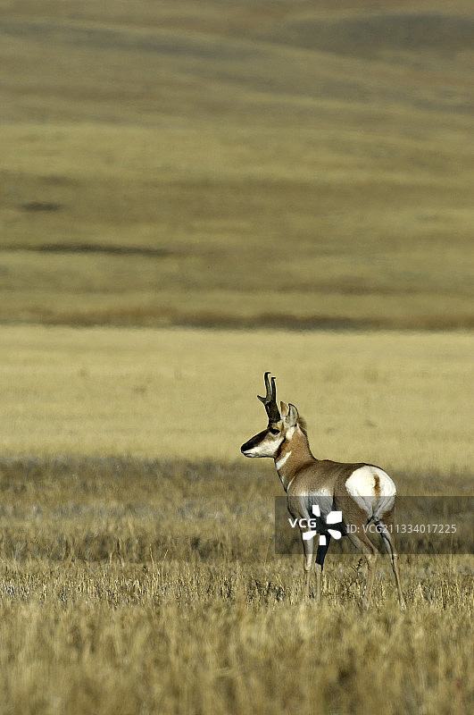 加拿大艾伯塔省平原上的叉角羚图片素材