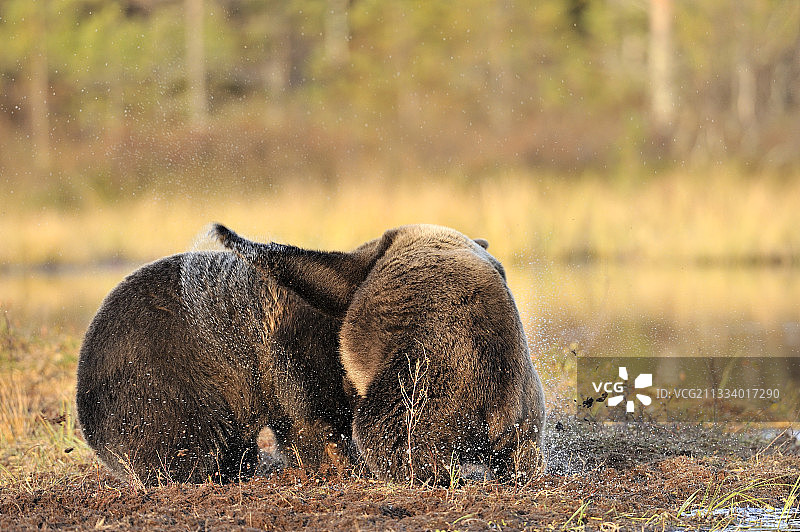 在秋季芬兰湖岸边打斗的棕熊图片素材