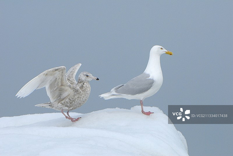 斯瓦尔巴德群岛摩纳哥冰川上的灰蓝海鸥图片素材