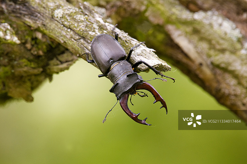 德国老橡树枯枝上的锹甲虫图片素材
