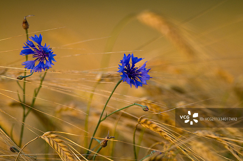 德国巴伐利亚州大麦田里的矢车菊图片素材