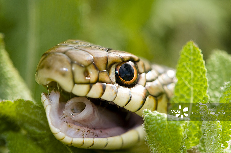 罗马尼亚多布罗加地区的大鞭蛇肖像图片素材