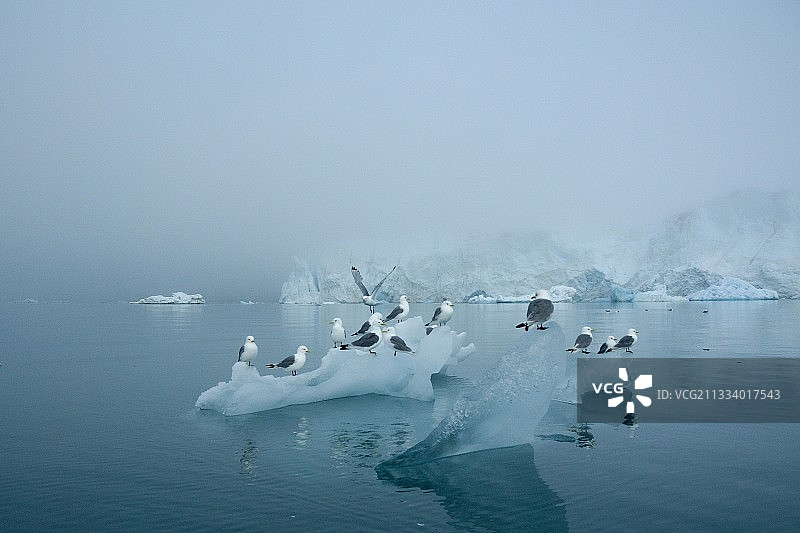 冰上三趾鸥，斯瓦尔巴德摩纳哥冰川图片素材