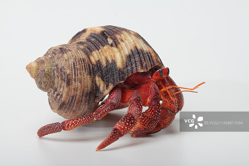 白色背景上的草莓陆寄居蟹图片素材