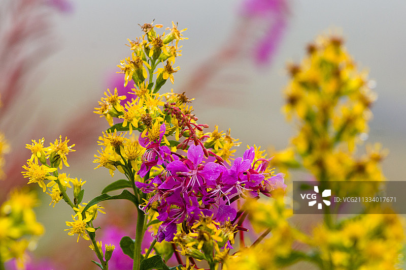 法国孚日山脉草甸上的柳兰和千里光图片素材