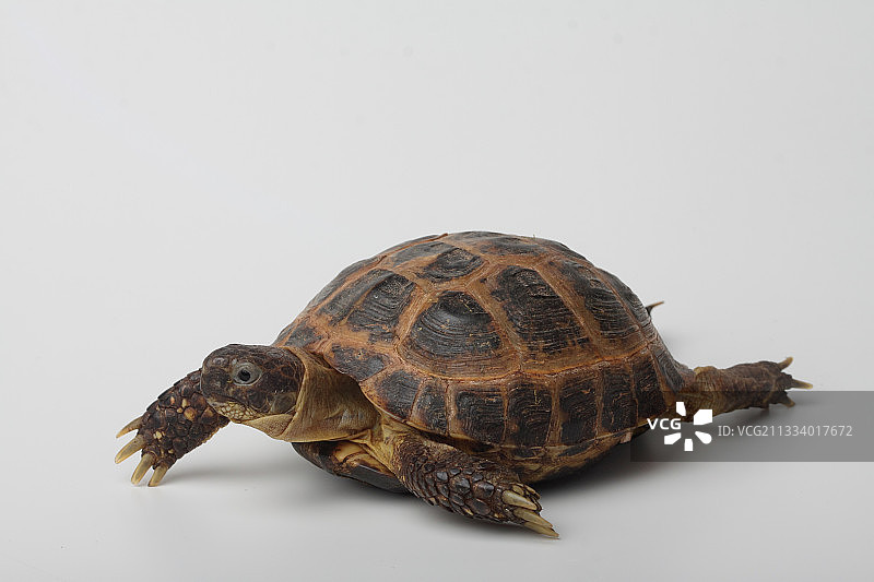 中亚陆龟在白色背景上行走图片素材