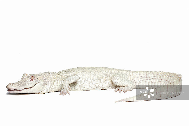 美国鳄鱼图片素材