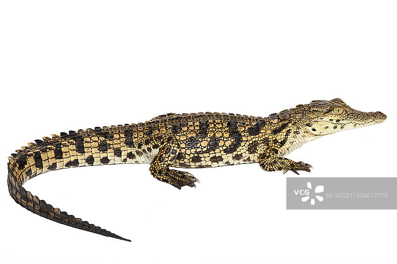 幼年尼罗鳄图片素材