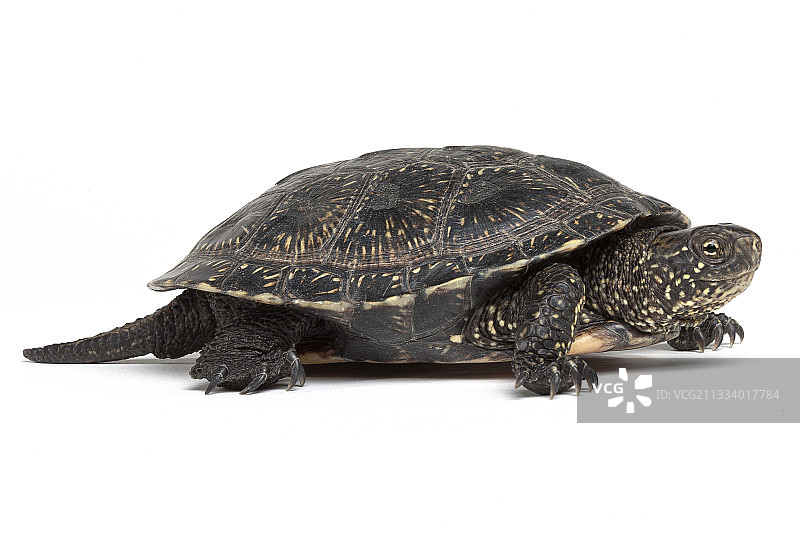 皮埃尔拉特鳄鱼养殖场的欧洲池塘龟图片素材