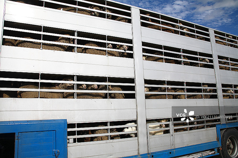 法国卡车运送羊群图片素材