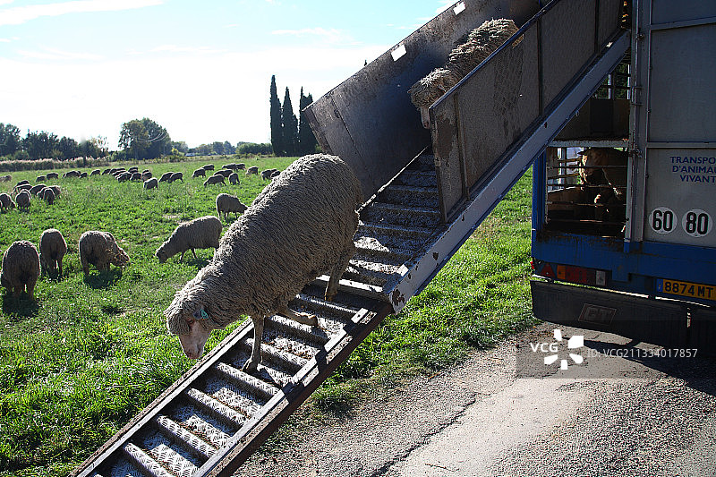 法国卡车运送羊群图片素材