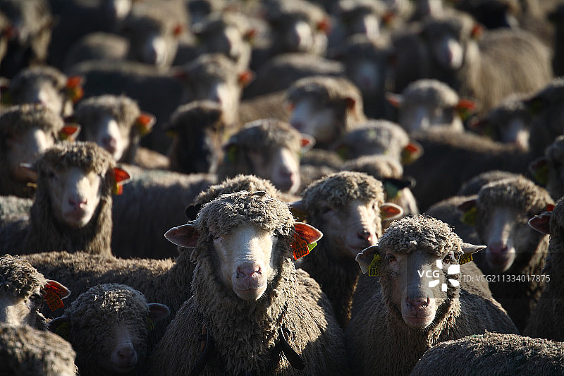 法国草地上的羊群图片素材