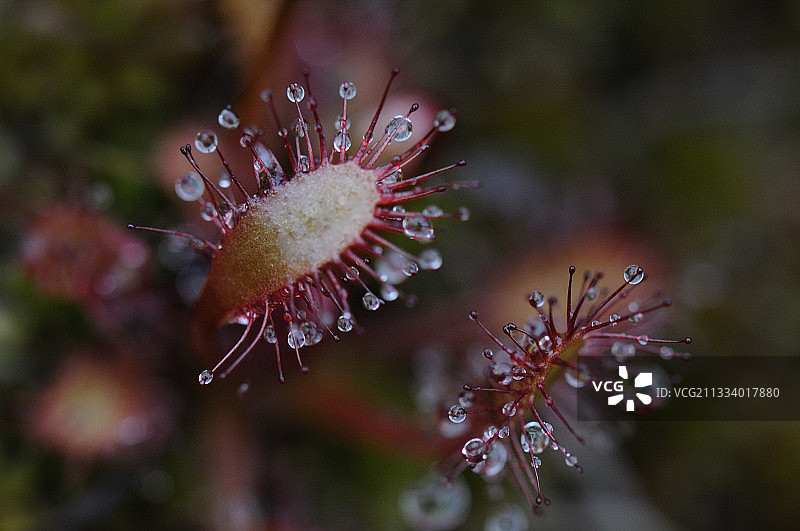 挪威罗弗敦群岛上的食肉植物泥炭沼图片素材