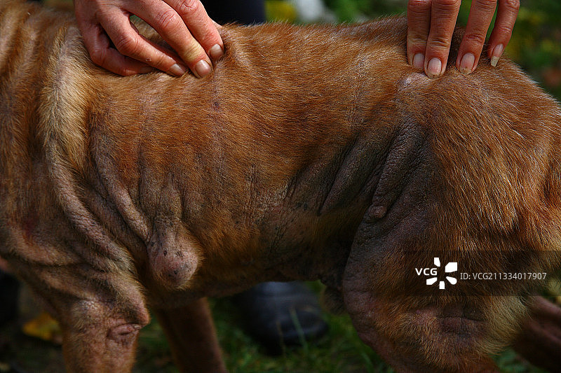 患有马拉色菌皮肤病的狗，法国图片素材