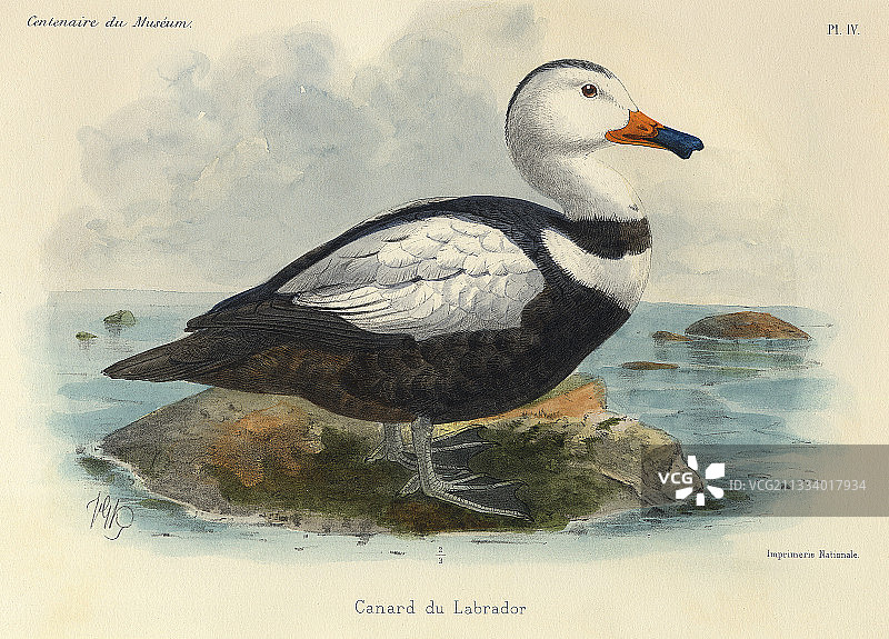 1875年最后一次在野外观察到的已灭绝物种图片素材