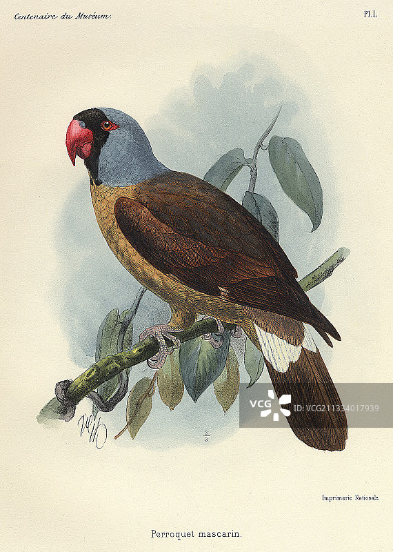 留尼汪岛特有物种：已知最后一只于1834年死于圈养图片素材