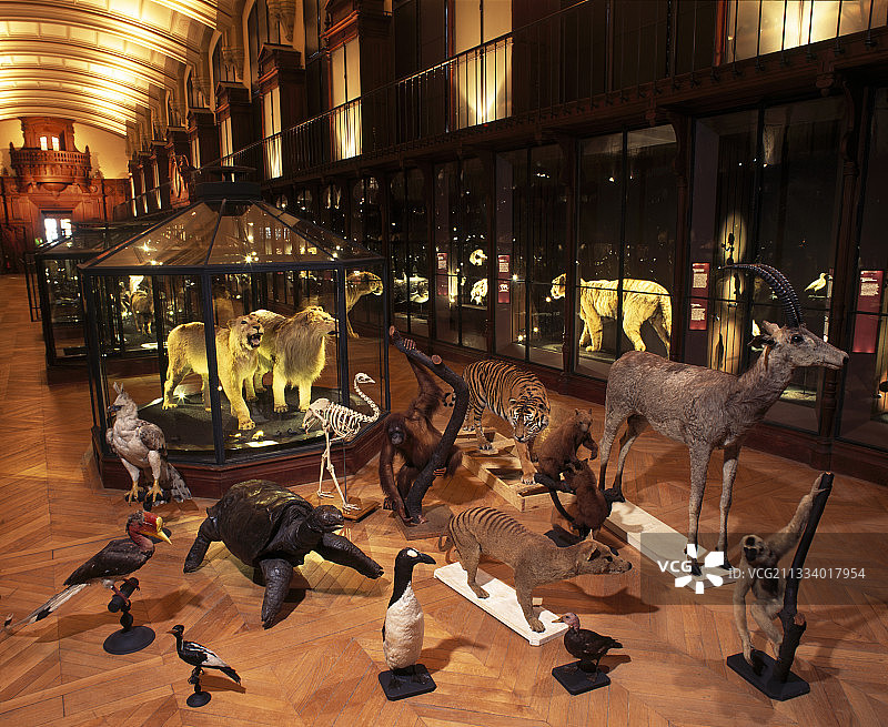 巴黎已灭绝或濒危动物博物馆画廊图片素材
