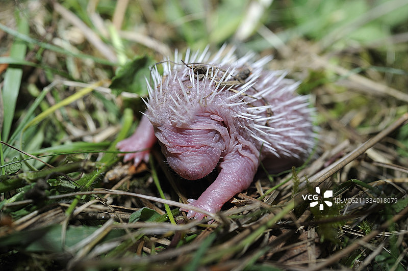 草地上的新生欧洲刺猬，法国图片素材