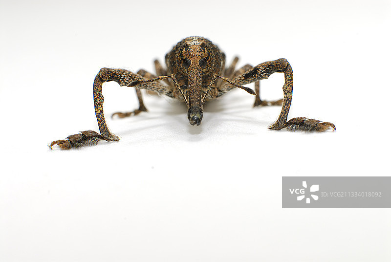 工作室里的象鼻虫图片素材