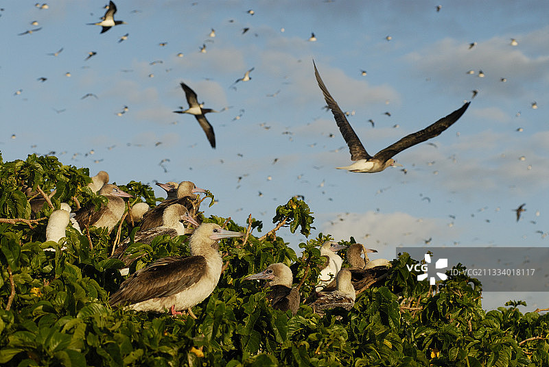 北部卡罗来纳州水红树上的红脚鲣鸟群图片素材